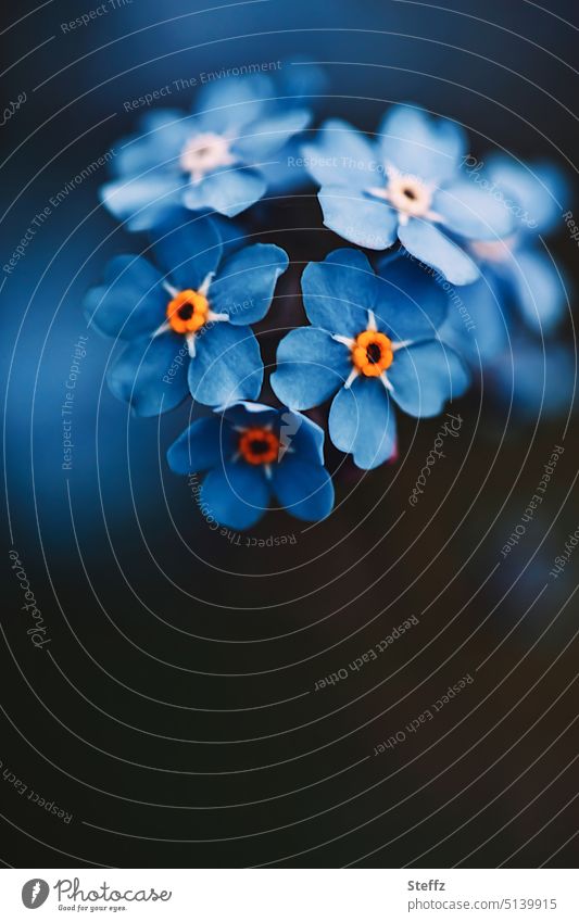 unforgettable Forget-me-not little flowers spring flowers Favorite flower blossom Blue blue flowers Unforgettable Spring Flowering blue blossoms April