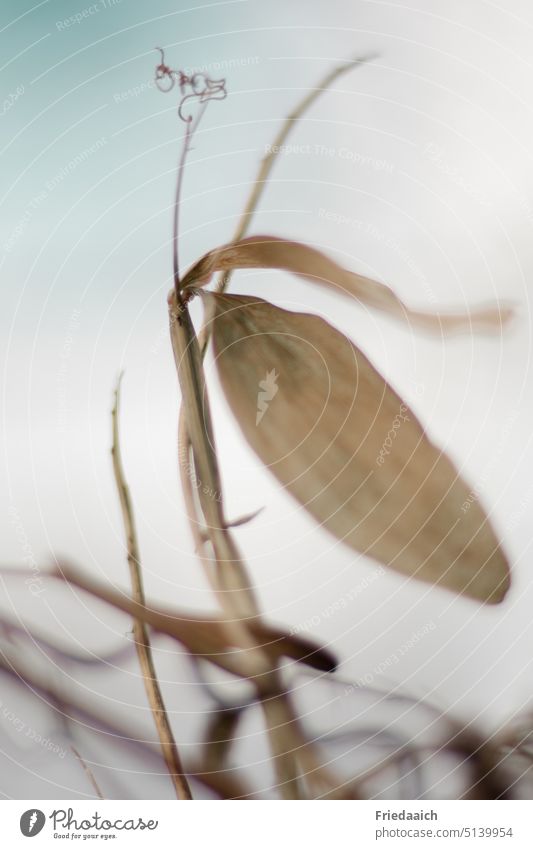 Dried grasses close up against blue gray sky Dried flower Plant Nature Transience Close-up Shallow depth of field naturally Deserted Sky blue-grey Environment