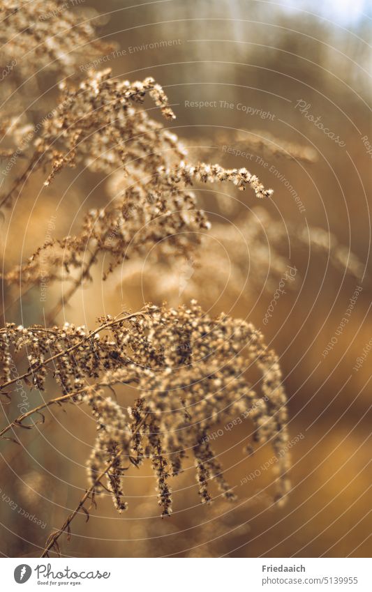 Dry ornamental grasses in the sunlight Ornamental grass Detail Close-up Nature Plant Grass Exterior shot Shallow depth of field Light blurriness naturally