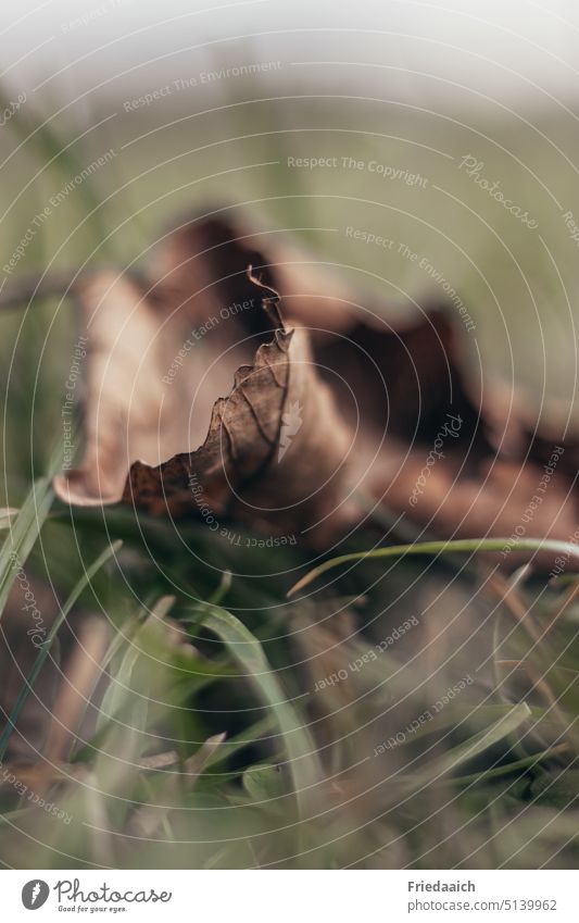 Brown leaf on green grass Leaf Grass Green Meadow Nature Exterior shot Day Worm's-eye view Deserted Shallow depth of field Close-up Copy Space top