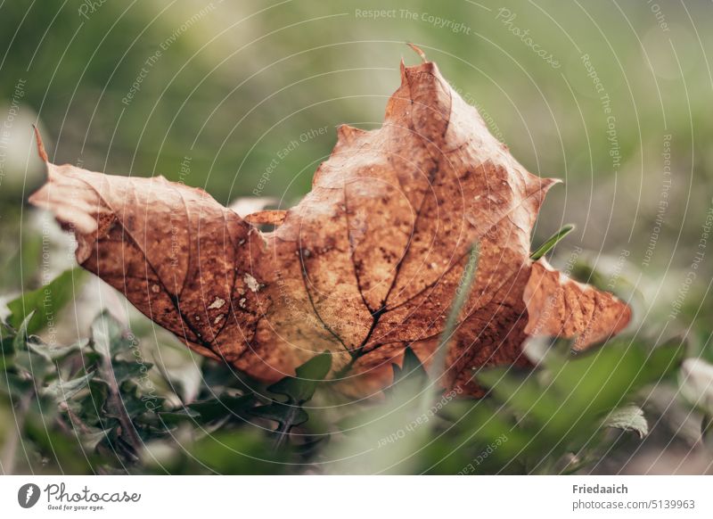 Brown dried leaf on a green meadow Leaf Shriveled Meadow Green Colour photo Close-up Worm's-eye view Nature Exterior shot Shallow depth of field Day Grass