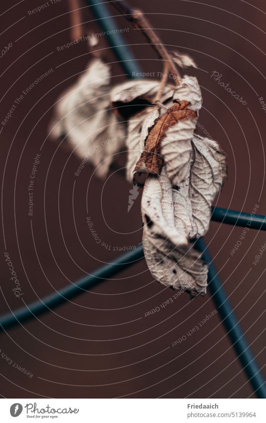 Withered brown leaves snake around chain link fence Shriveled Brown Fence Wire netting Exterior shot Colour photo Close-up Shallow depth of field Detail Plant