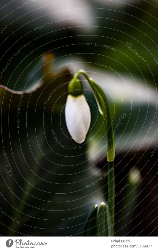 Snowdrop half bloomed with blurred background Spring Blossom White Nature Macro (Extreme close-up) Flower Plant Green Close-up Garden Shallow depth of field