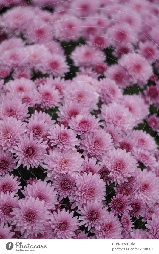 pink chrysanthemums Chrysanthemum winteraster Chrysanthemum Ind-Hybr. Pink late bloomers Flower flowers sea of blossoms Blossom Plant Close-up Garden naturally