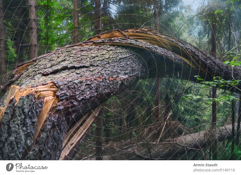 tree twisted and felled by the storm wood nature wind broken weather trunk destruction disaster environment damage climate change thunderstorm ruined aftermath