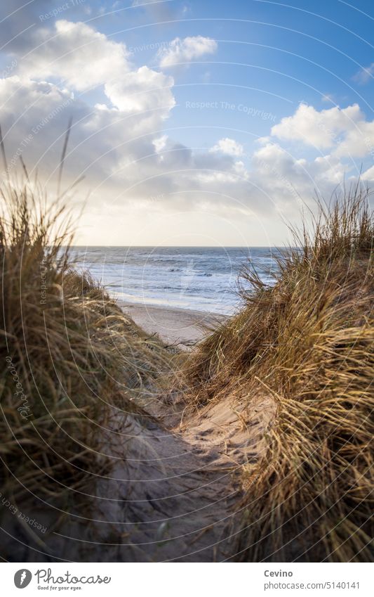 Road to the sea Sand duene Ocean Lake North Sea Baltic Sea Water Beach Waves Sky Clouds variegated sandy vacation To enjoy Tourism relax relaxation