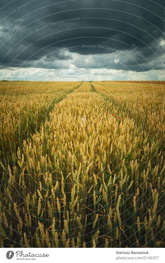 Wheel tracks in a grain field and dark clouds, Staw, Poland agriculture wheat cloudy sky farm farming grey horizon weather farmland rural cereal nature yellow