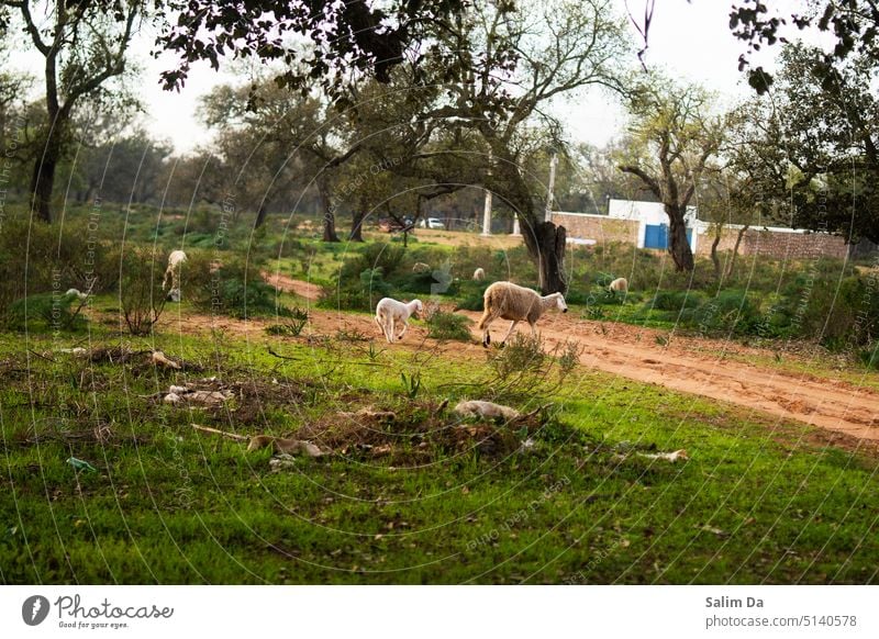 Herd of sheep in the forest Flock herd of sheep drove Sheep sheep pasture Forest Forestry Forest walk Forest atmosphere forests Animal animals Nature