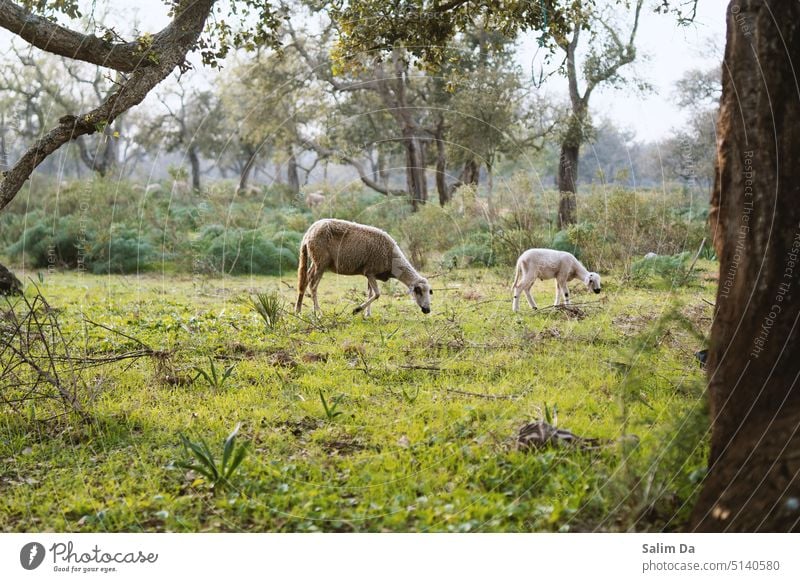 Herd of sheep in the nature herd of sheep herding Sheep sheep pasture farming Meadow meadow landscape meadows Farm animal farmland farm animals outdoors