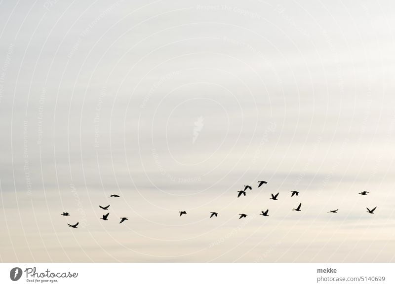 early-morning exercise wild geese birds Sky Flock of birds Freedom Flight of the birds Migratory bird bird migration Flying Formation flying Migratory birds