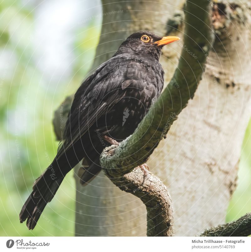 Blackbird in the sunshine Turdus merula Animal portrait Animal face Head Beak Eyes Feather Grand piano Bird Wild animal Nature Sunlight Tree naturally Close-up