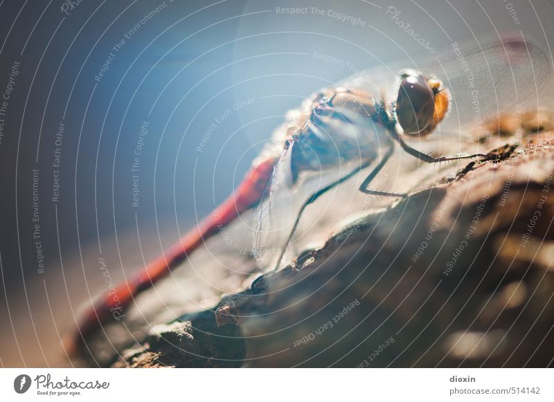 Lake Bears 2013 | Shine On You Crazy Diamond Environment Nature Sunlight Animal Wild animal Dragonfly Compound eye Sit Small Colour Colour photo Exterior shot