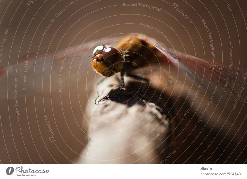 Lake Bears 2013 | Waiting For The Sun Environment Nature Sunlight Branch Animal Wild animal Wing Insect Dragonfly Dragonfly wings Compound eye Crouch Sit Small