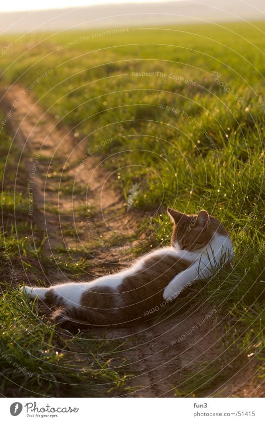 cat Field Sunset Cat Cleaning Green