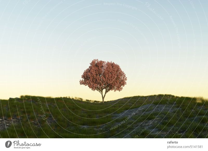 Pink Blossom Tree on a Grass meadow hill sunset sky. 3d Illustration alone japan japanese lonely ornamental peaceful purple warm symbolism trees apple clouds