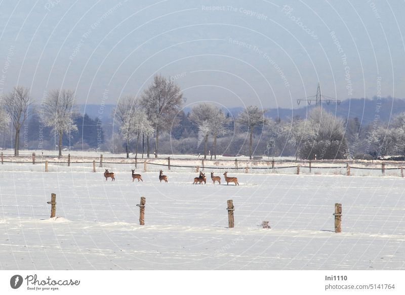 Winter landscape with deer Frost sunshine Snow winter landscape snow-covered landscape meadows Fences Fence posts trees Hoar frost animals Wildlife roe deer