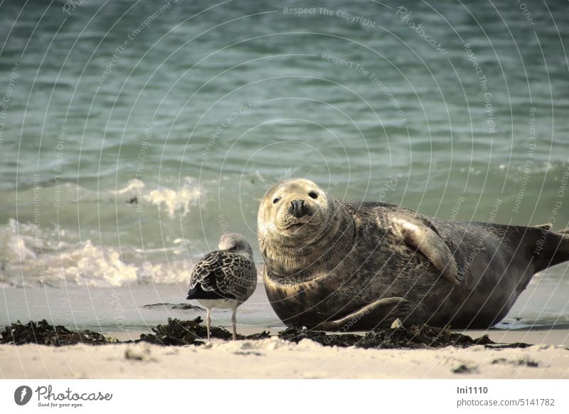 Two who like each other Summer North Sea Beautiful weather Helgoland duene animals 2 animals Harbour seal Seagull Common gull Young bird Beach Water Sand