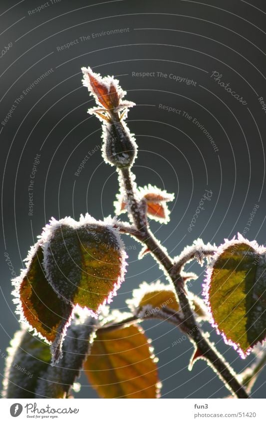 frost Plant Macro (Extreme close-up) Frost dof