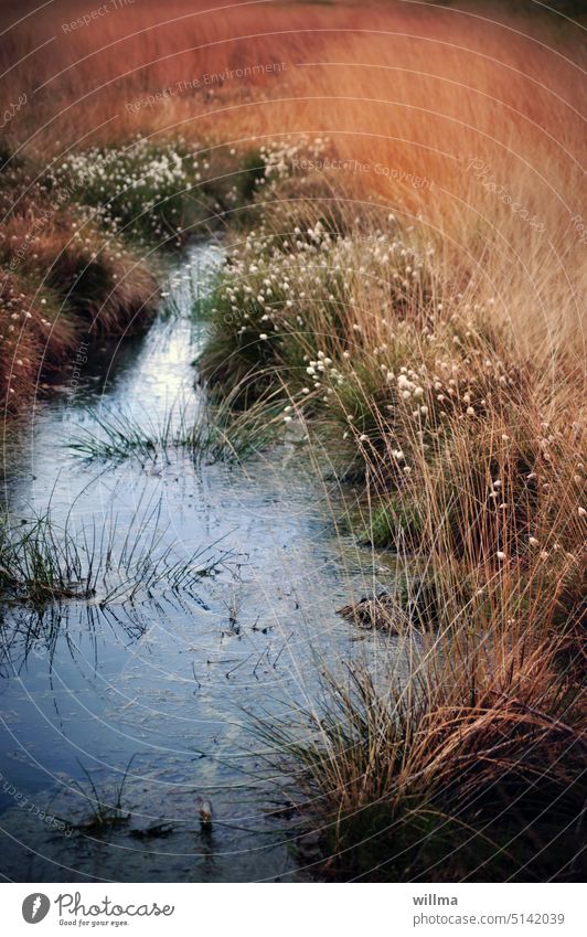 Moorland | close to nature Bog moor grass Cotton grass Water Marsh moorland Fen Sour grass Cottongrass flower wetland ponds Nature reserve nature conservation