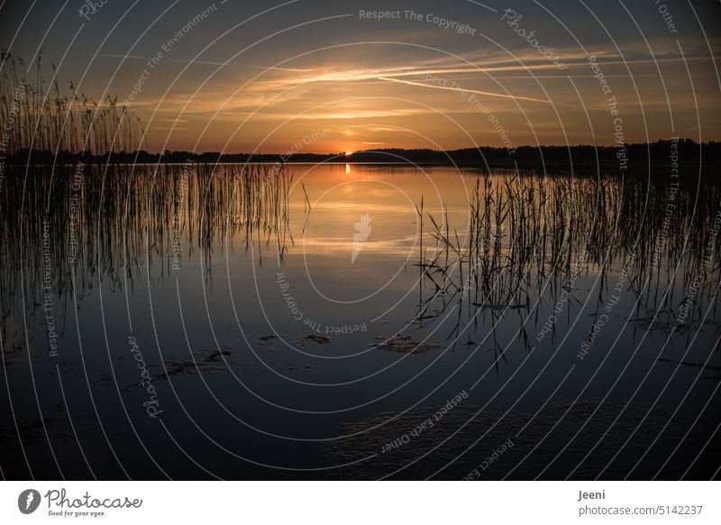 The lake rests still Lake Lakeside Sunset Water Surface of water Calm Moody Summer Summer solstice Idyll Peaceful Nature Landscape Reflection Water reflection