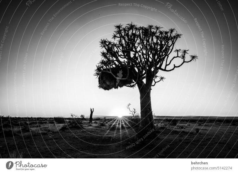 Light and shadow Kokerboom tree Tree Exceptional Namib desert Sunrise Dream Hope Dark Twilight silent beautifully Sunlight Namibia Africa Desert wide