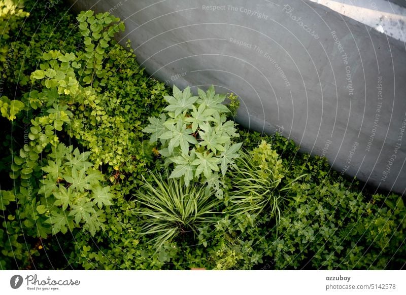 aerial view of cassava tree and bush leaf plant nature summer growth green background garden natural environment botany beautiful outdoor growing tropical field