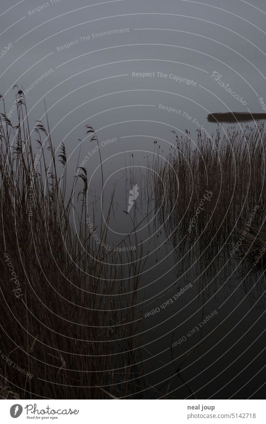 Shore with reeds on mirror smooth lake in monochrome evening mood Nature tranquillity Lake Fjord Water Simple Minimalistic Monochrome silent Surface of water