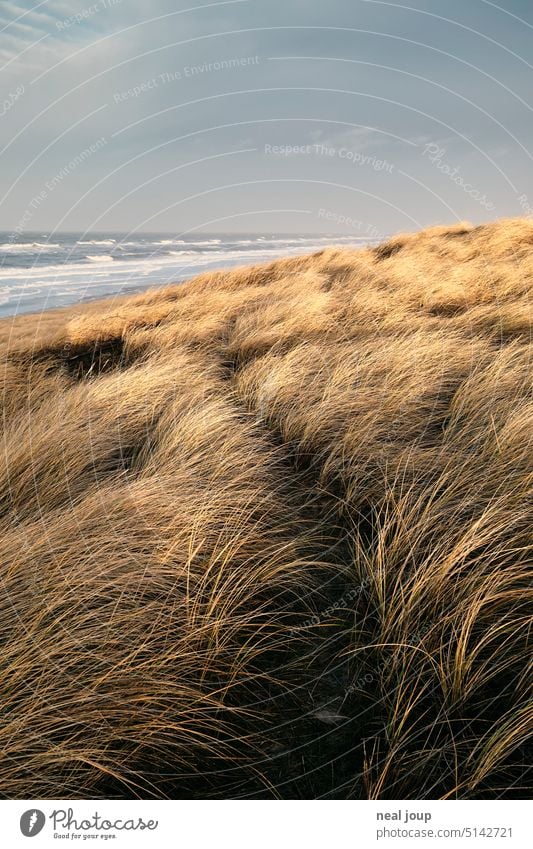 Trail through yellow dune grass - partly shone by the sun Landscape Nature coast Ocean dunes Marram grass path off Simple makeshift Direction Surf Horizon