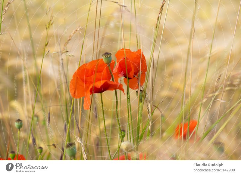 Red poppies and tender grasses on the edge of a summer field poppy flower Poppy blossom poppy blossom Corn poppy red poppy Delicate blades of grass