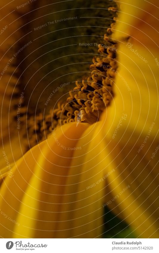 Macro shot of the flower of a sunflower Sunflower Sunflowers Sunflower family sunflower blossom summery impression Macro (Extreme close-up) Close-up Yellow