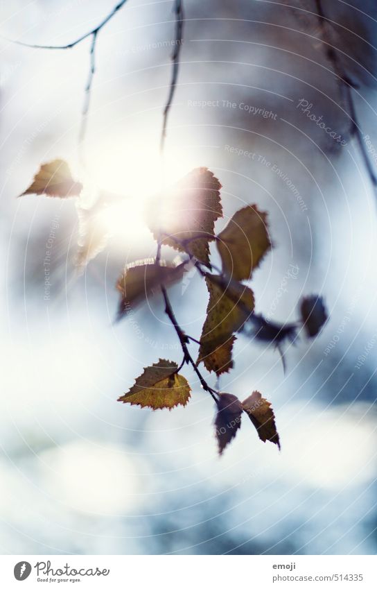 wintry autumn Environment Nature Plant Autumn Winter Beautiful weather Leaf Cold Natural Blue Colour photo Exterior shot Close-up Deserted Day Sunlight Sunbeam