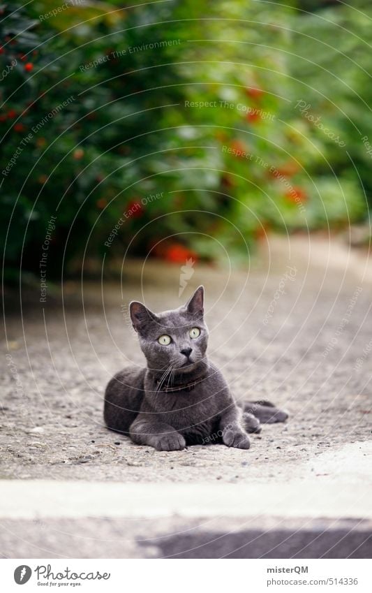 French Style XVI Art Esthetic Contentment Cat Cat eyes Cat's paw Cat's head Cat lover Curiosity Garden Dreamily Pet Gray Pelt Lie Restful Colour photo