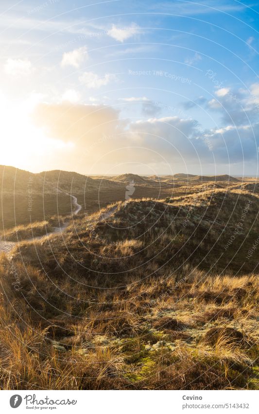 Dune in the sun duene Sun Clouds Sky Grass Warm light Marram grass Sand path off Trail North Sea Wind Afternoon Afternoon sun afternoon mood Light Sunlight