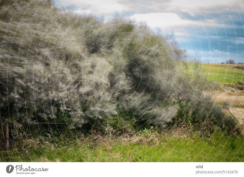 Butterweich - Föhnsturm - Around Munich Exterior shot Nature Environment Landscape Wind Gale shrubby Colour photo Weather Threat Elements foehn storm