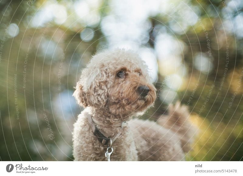 Beige-brown poodle, portrait in autumn light with dreamlike bokeh Poodle Dog Small poodle Curl animal portrait Colour photo Exterior shot Cute Pet