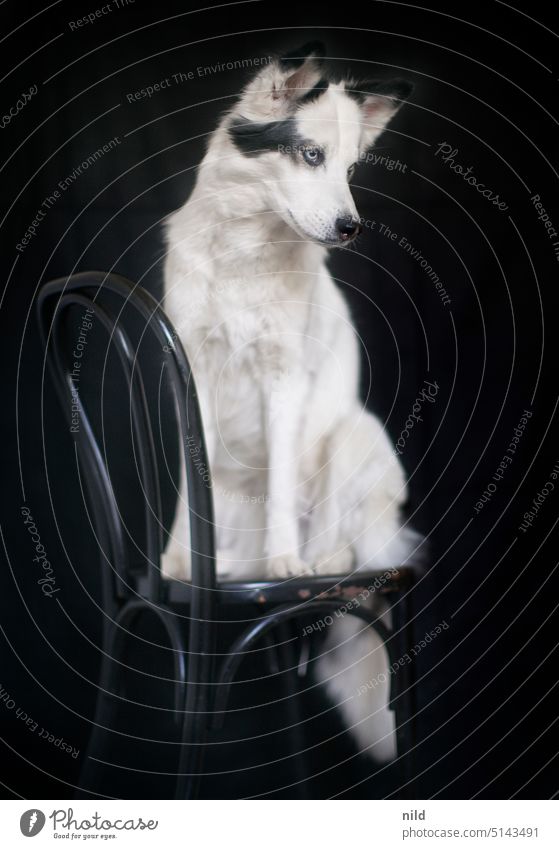 Beautiful elegant black and white dog on black chair against black background Dog Animal portrait Pet Elegant Studio shot Dark pretty Hound laika