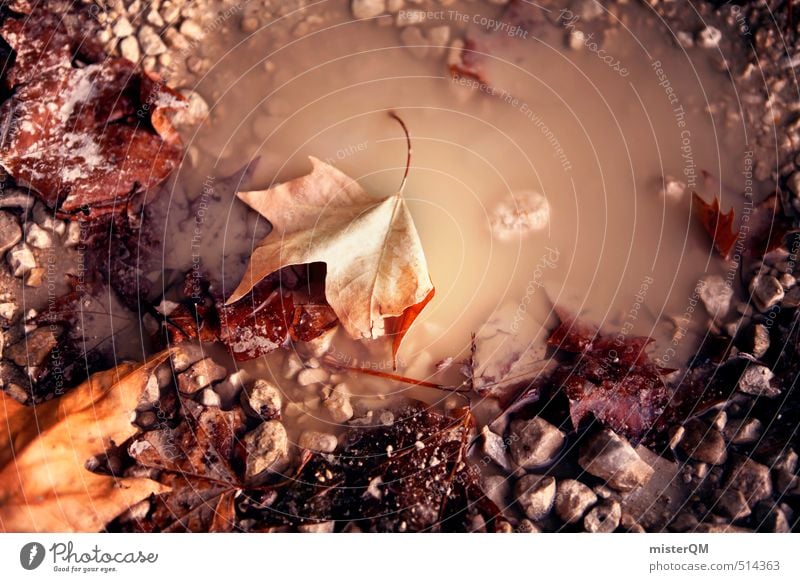 French Style XVIII Nature Esthetic Puddle Autumn leaves Autumnal Early fall Autumnal colours Autumnal weather Autumnal landscape Weather Leaf Colour photo