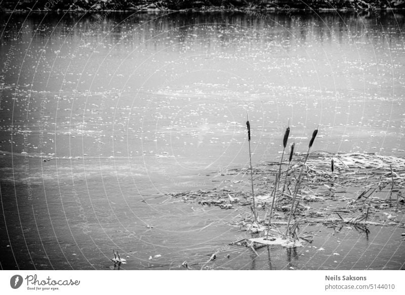 frozen river and frozen bulrush river grass reeds black fluffy frozen nature ice covered frost freeze cold straight swing Typha latifolia forest winter