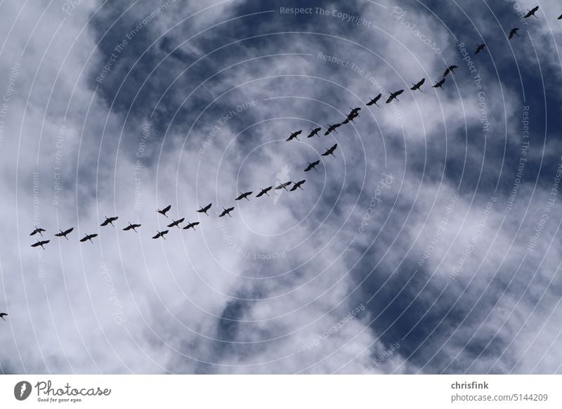 Flock of birds against cloudy sky cranes fly in formation Crane Cranes flight Bird Migratory bird Autumn Spring Nature Winter activities Migratory birds Freedom