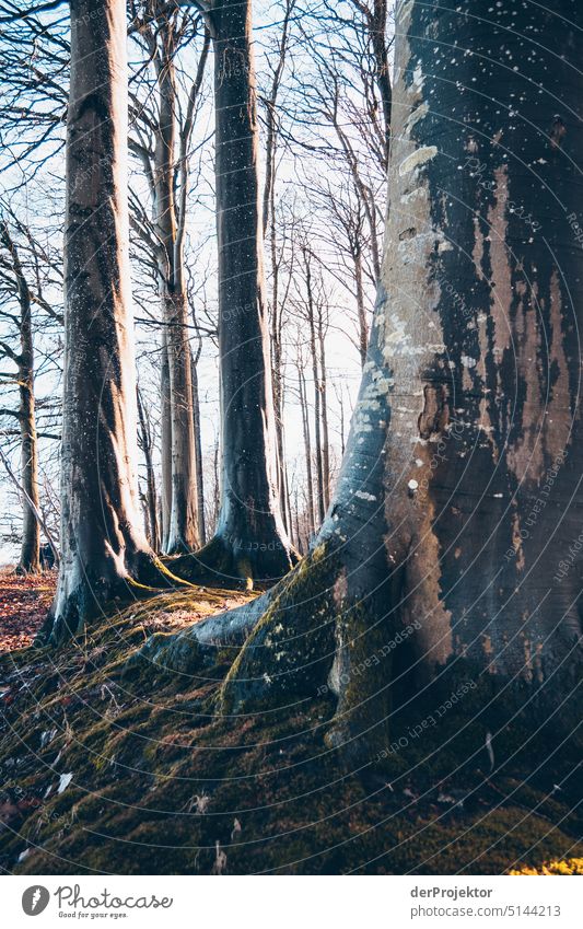 Old beech forest on Rügen in winter Winter mood Winter vacation Panorama (View) Light Day Copy Space middle Multicoloured Structures and shapes Subdued colour