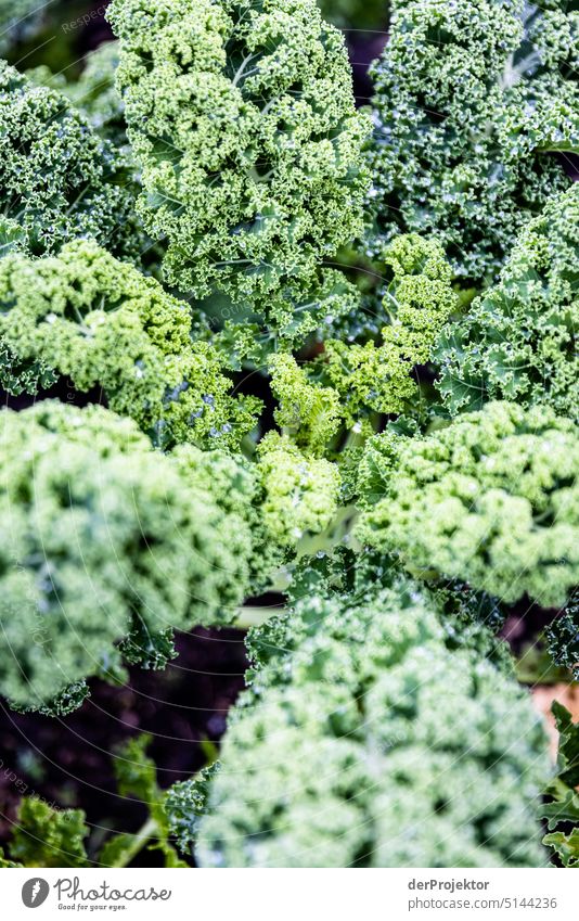 Organic vegetables on a stall III Green Growth Diet Detail Agriculture Healthy Eating Close-up naturally Garden Fresh Vegetable Vegetarian diet Plant Cabbage