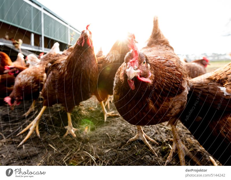 Organic free range chicken III Poultry Animal portrait Species-appropriate Gamefowl Free-roaming Keeping of animals Free-range rearing Biological Farm animal