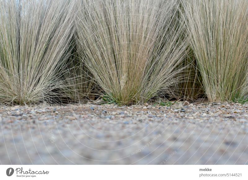 The geometry of the tufts of grass Tuft of grass Geometry Garden Grass Park Nature Meadow Environment Lawn Garden care planted aligned Plant Autumn Limp Row wax