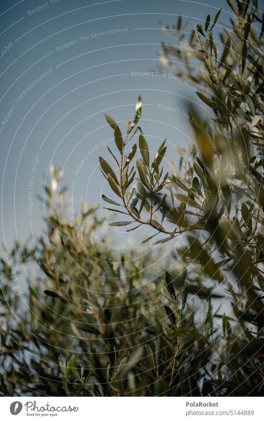 #A0# In the shade of olives Olive oil Olive tree Olive grove Olive leaf Olive harvest olive branch olive trees Green Mediterranean