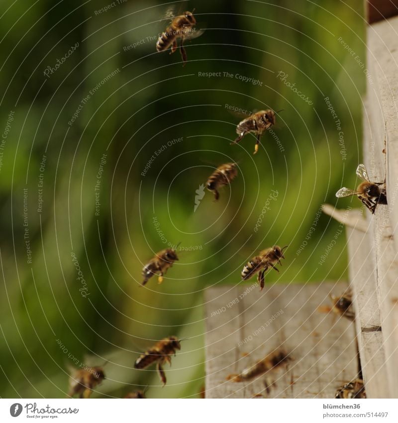 Cuddle group | Swarm of bees Animal Farm animal Bee Honey bee Insect Flock Work and employment Flying Carrying Esthetic Small Beautiful Love of animals