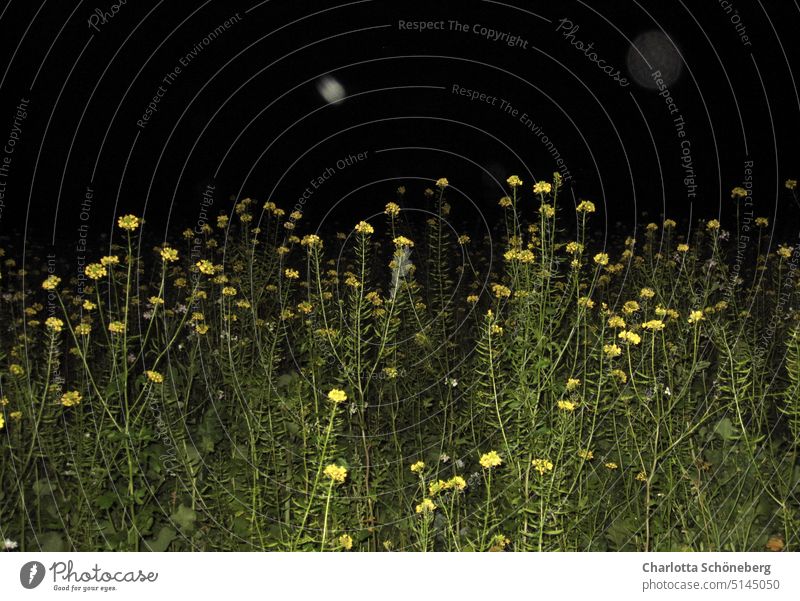 Rape field at night Night Field Dark Nature Landscape Exterior shot Colour photo Canola Yellow Plant Blossom Long exposure Green Agriculture Environment