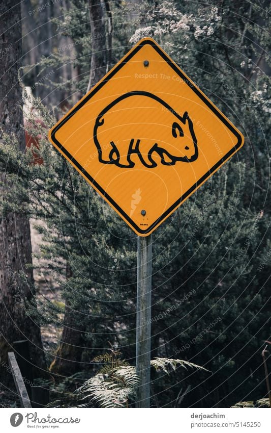 Caution motorists ! A road sign with a pictogram of Wombarts in yellow. Pictogram Street Traffic infrastructure Signs and labeling Colour photo Exterior shot