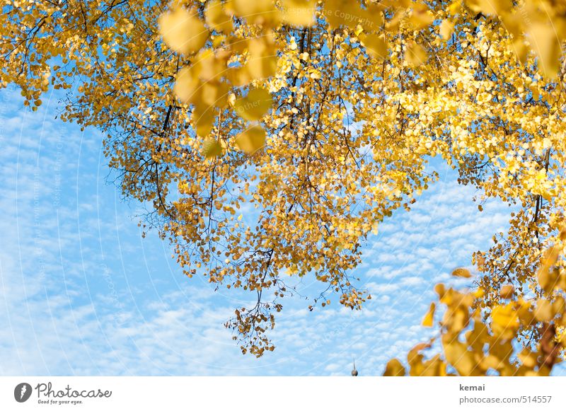 Lake Bear 2013 | golden blue white Environment Nature Plant Sky Clouds Autumn Beautiful weather Tree Leaf Foliage plant Birch tree Birch leaves Twig Branch Park