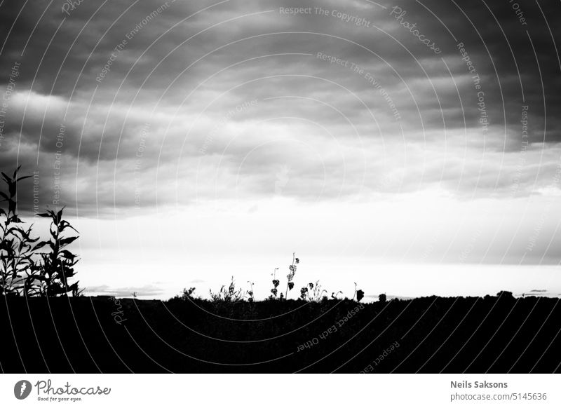 meadow under cloudy sky dark Black & white photo Monochrome Sky Clouds White Contrast Landscape Deserted Environment Gloomy Forest Field Meadow Bad weather Gray