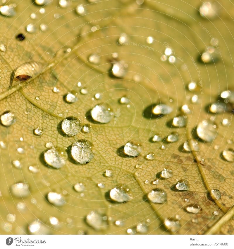 drop Nature Plant Elements Water Drops of water Autumn Leaf Rachis Wet Yellow Colour photo Subdued colour Exterior shot Detail Macro (Extreme close-up) Deserted